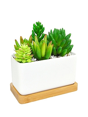 Seramikte Succulent 2