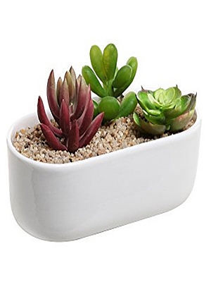 Seramikte Succulent